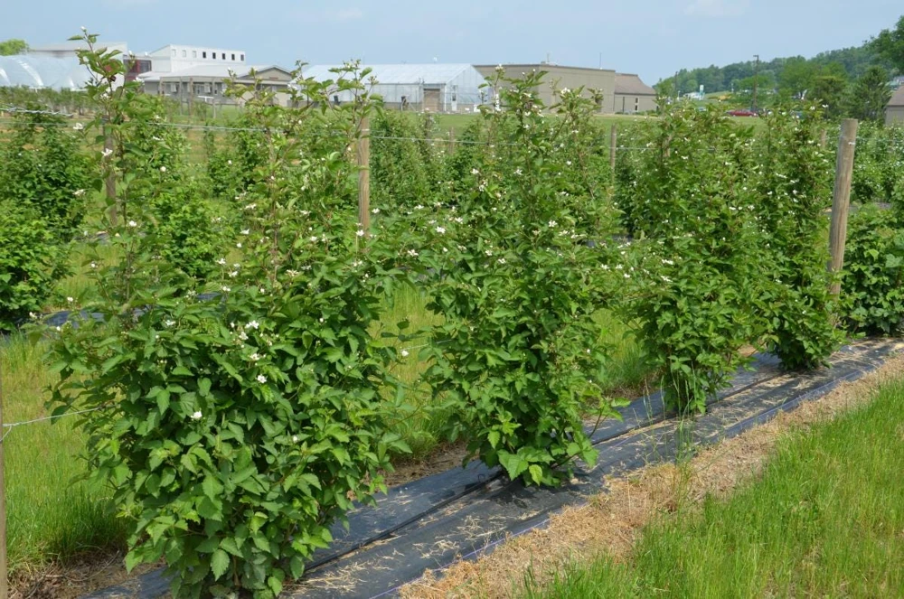 5 Chester Blackberry Starter Plug Thornless Rubus fruticosus Live Plant - Image 8
