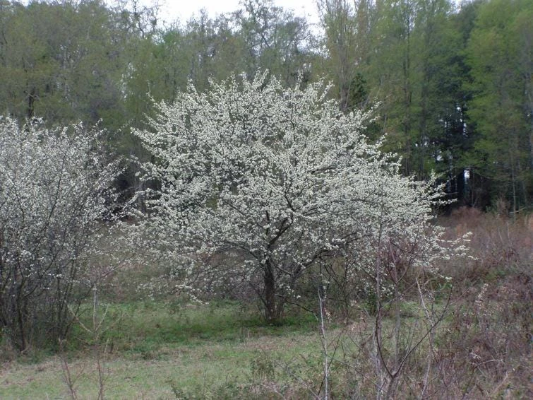 5 Chickasaw Plum Tree Starter Plants 12-24" Tall Quart Pot - Prunus angustifolia - Image 6