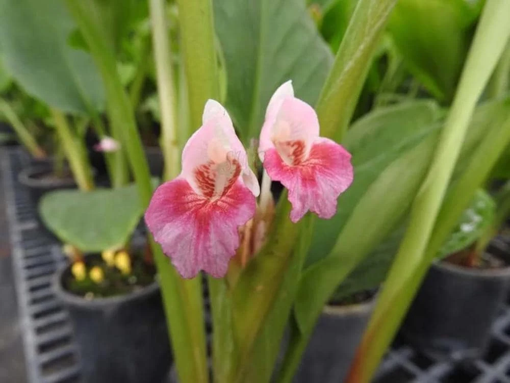5 Chinese Keys Finger Root Bare Root Plant Starter Plug - Boesenbergia rotunda - Image 1