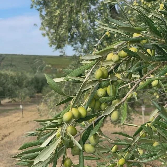 5 Coratina Olive Tree Starter Plugs - Live Olea europaea 'Coratina' Plants - Image 1