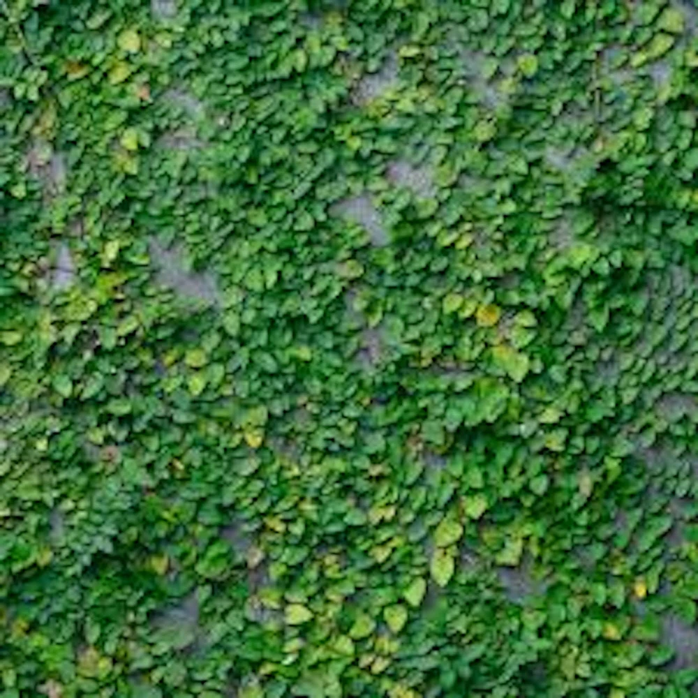 5 Creeping Fig Live Plant – Ficus pumila Starter Plants – Evergreen Vine – Outdoor - Image 1