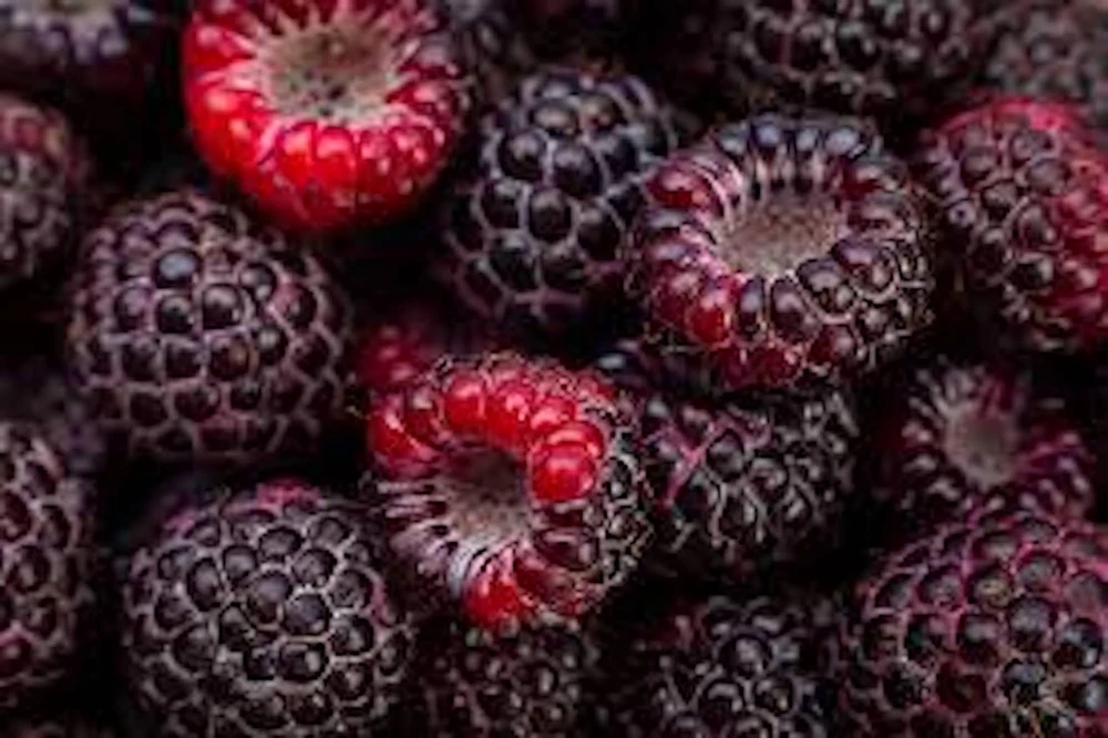 5 Cumberland Black Raspberry Live Plants - 2 Year Old Fruit Plant - Image 3