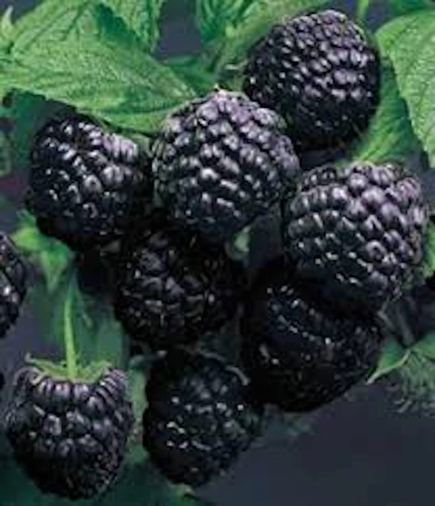 5 Cumberland Black Raspberry Live Plants - 2 Year Old Fruit Plant - Image 4