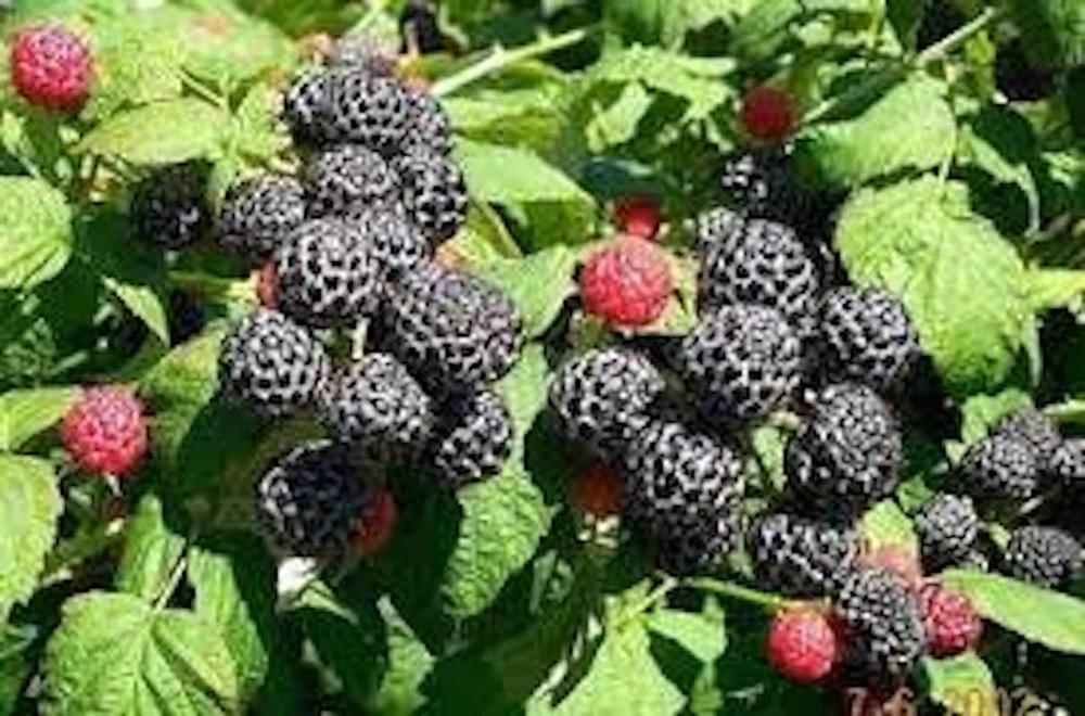5 Cumberland Black Raspberry Live Plants - 2 Year Old Fruit Plant - Image 5