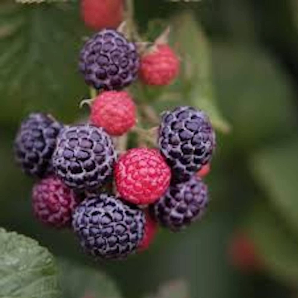 5 Cumberland Black Raspberry Live Plants - 2 Year Old Fruit Plant - Image 1