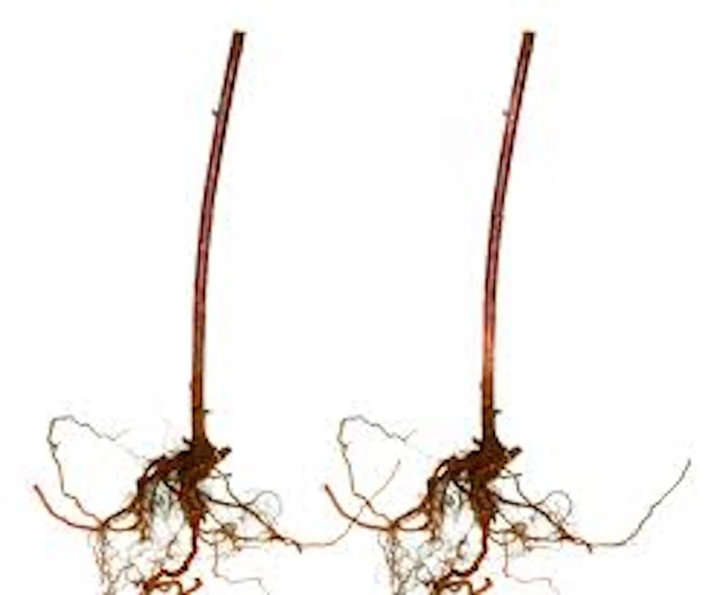 5 Cumberland Black Raspberry Live Plants - 2 Year Old Fruit Plant - Image 6