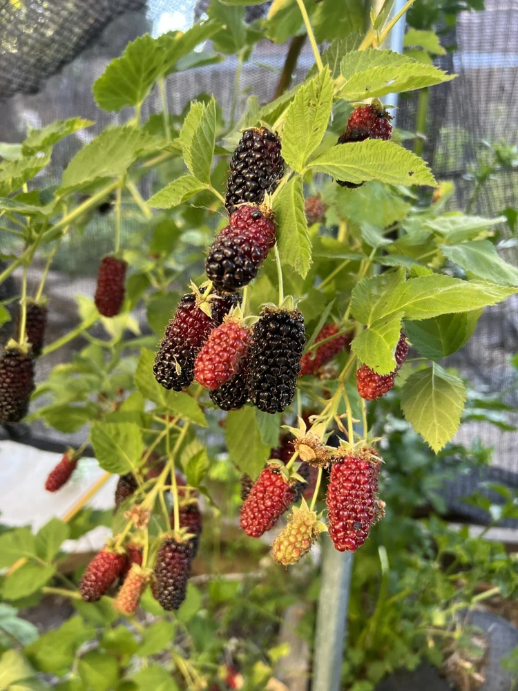 5 Darrow Blackberry Starter Plug - Live Fruit Plant - Cold-Hardy Rubus fruticosus - Image 3