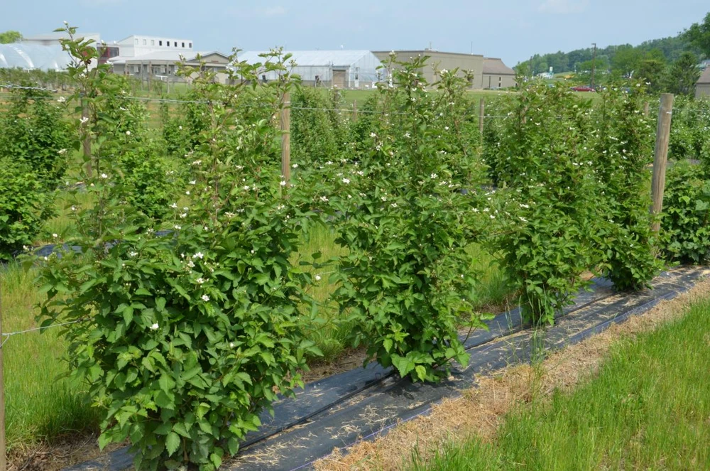 5 Darrow Blackberry Starter Plug - Live Fruit Plant - Cold-Hardy Rubus fruticosus - Image 4