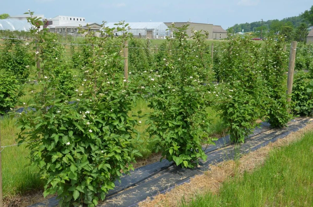 5 Darrow Blackberry Starter Plug - Live Fruit Plant - Cold-Hardy Rubus fruticosus - Image 8