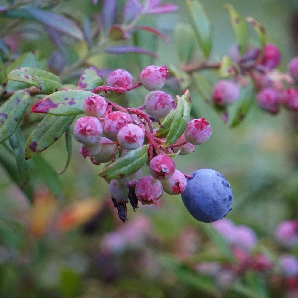 5 Darrow's Native Blueberry Starter Plugs - Vaccinium darrowii Live Plant - Image 1