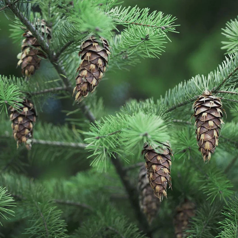 5 Douglas Fir Starter Tree Bare Root - Pseudotsuga Menziesii Live Plant - Image 1