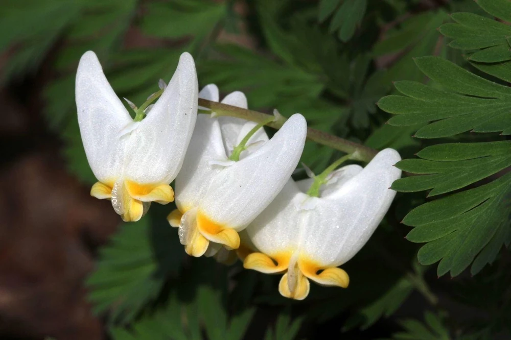 5 Dutchman's Breeches Bare Root Plants - Dicentra cucullaria - White Wildflower - Image 1