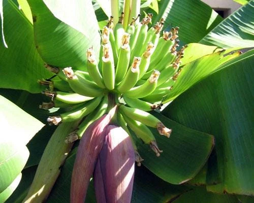 5 Dwarf Cavendish Banana Plant - Cold Hardy Fruit Tree Live Bare Root - Image 2