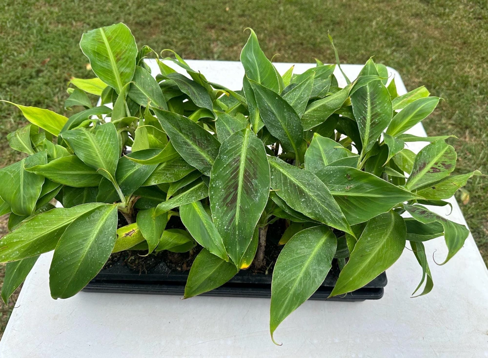 5 Dwarf Cavendish Banana Plant - Cold Hardy Fruit Tree Live Bare Root - Image 3