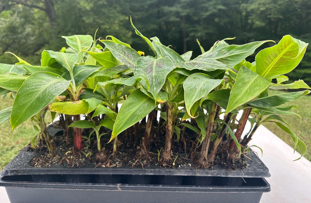 5 Dwarf Cavendish Banana Plant - Cold Hardy Fruit Tree Live Bare Root - Image 4