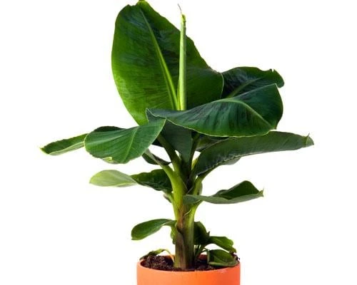 5 Dwarf Cavendish Banana Plant - Cold Hardy Fruit Tree Live Bare Root - Image 5