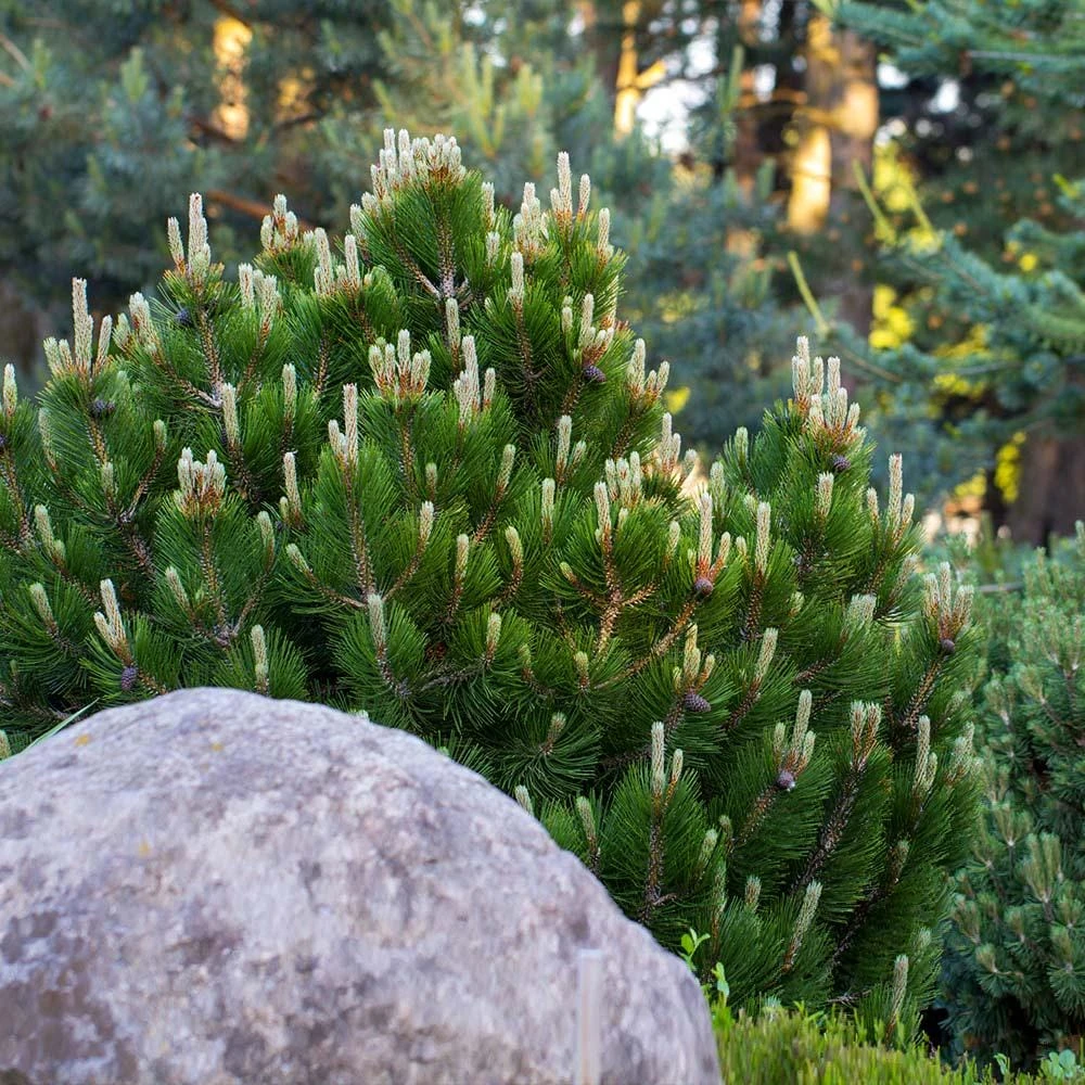 5 Dwarf Mugo Pine Bare Root Plants - Pinus mugo pumilio - Outdoor Evergreen Shrub - Image 2