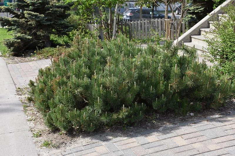5 Dwarf Mugo Pine Bare Root Plants - Pinus mugo pumilio - Outdoor Evergreen Shrub - Image 3