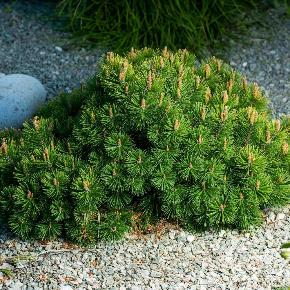 5 Dwarf Mugo Pine Bare Root Plants - Pinus mugo pumilio - Outdoor Evergreen Shrub - Image 8