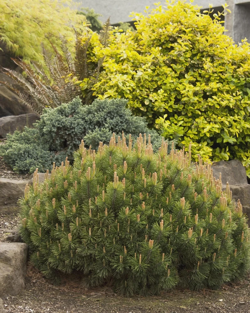 5 Dwarf Mugo Pine Bare Root Plants - Pinus mugo pumilio - Outdoor Evergreen Shrub - Image 1
