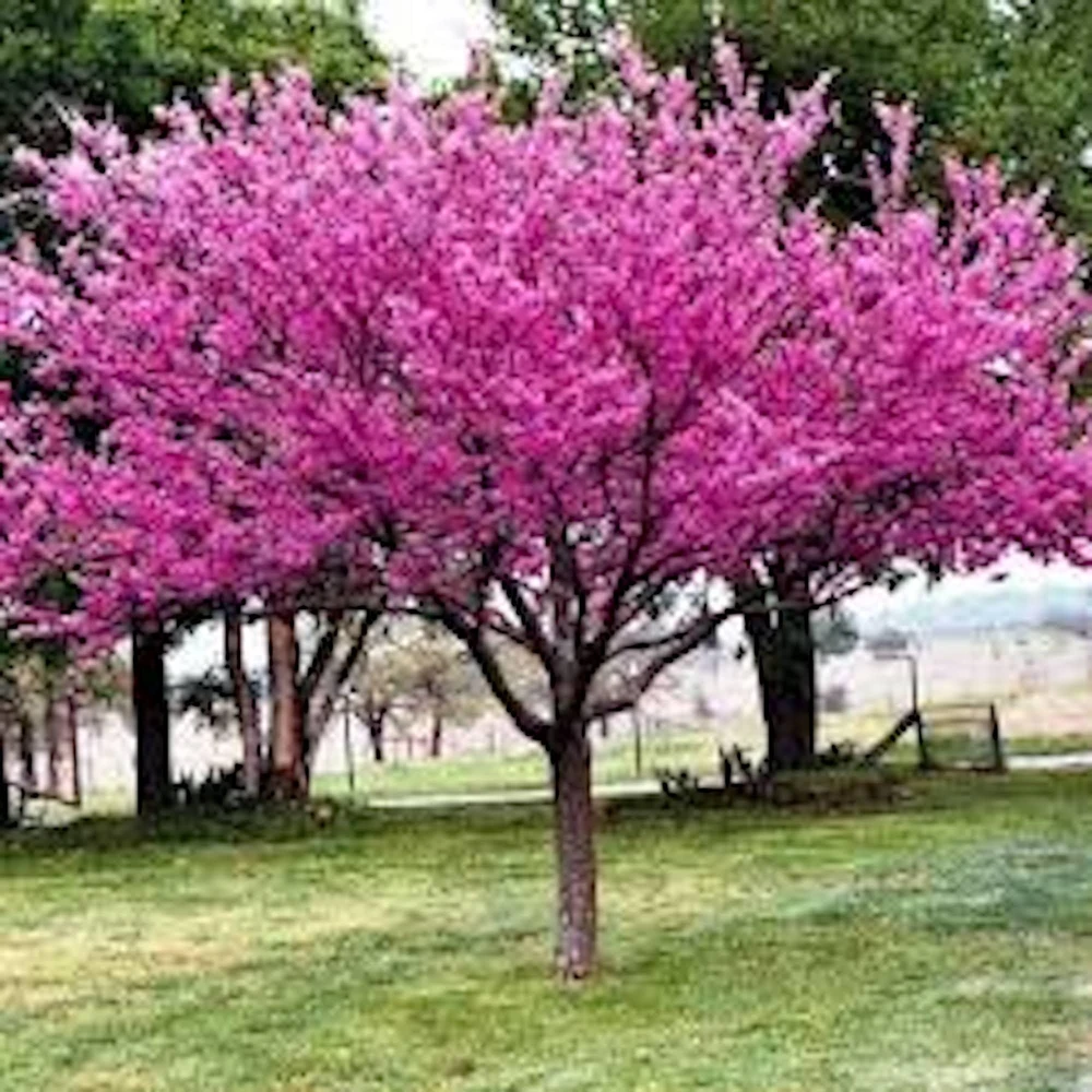 5 Eastern Redbud Tree Live Plant 12-24" Tall (Quart Pot) Outdoor - Image 1