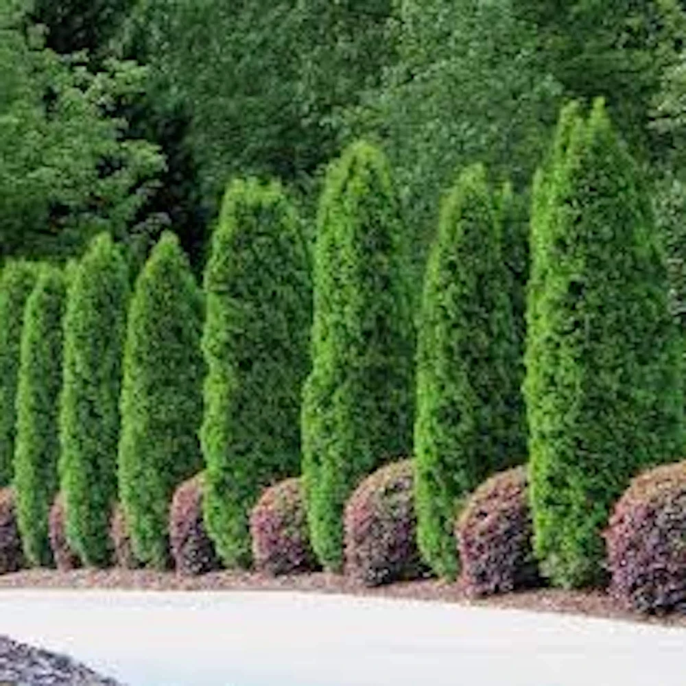 5 Emerald Green Arborvitae Tree Starter Plants - Thuja Privacy Evergreen Bare Root - Image 5
