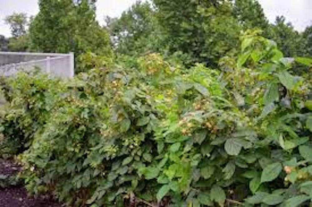5 Fall Gold Raspberry Live Plant Starter Plugs - Thornless Rubus idaeus - Image 3