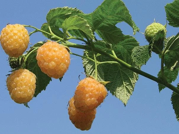5 Fall Gold Raspberry Live Plant Starter Plugs - Thornless Rubus idaeus - Image 4