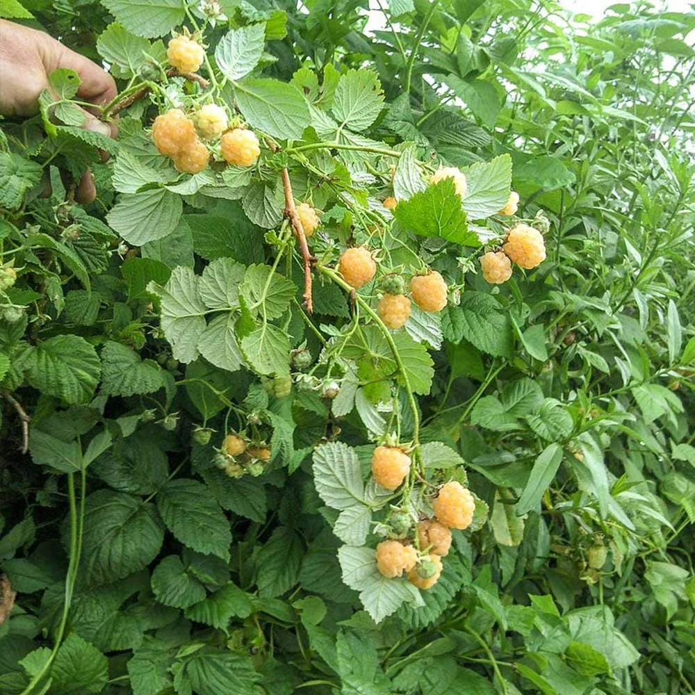 5 Fall Gold Raspberry Live Plant Starter Plugs - Thornless Rubus idaeus - Image 5
