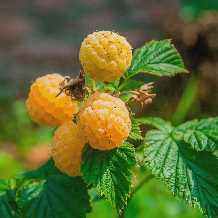 5 Fall Gold Raspberry Live Plant Starter Plugs - Thornless Rubus idaeus - Image 1