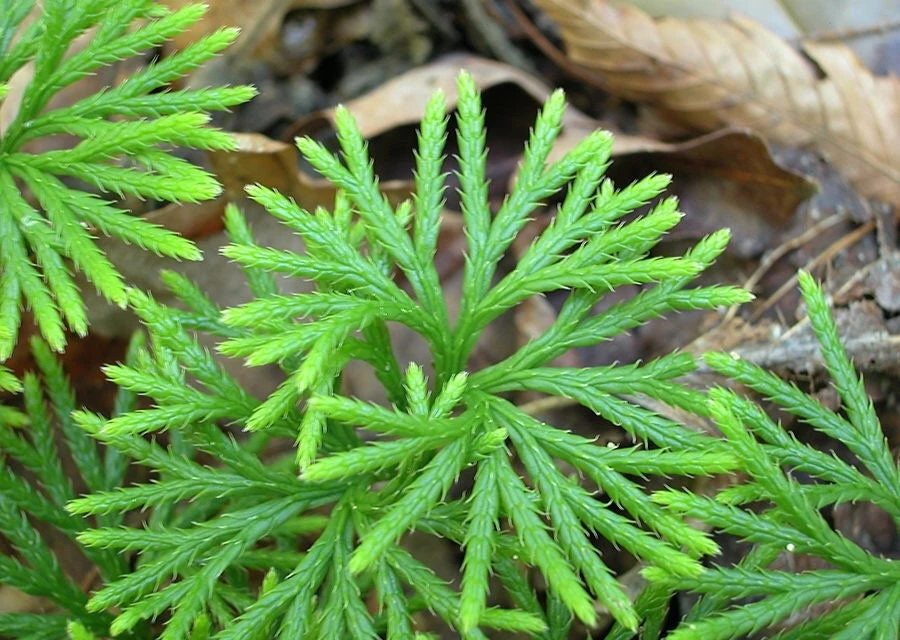 5 Fan Clubmoss Bare Roots - Lycopodium Complanatum Evergreen Ground Cover Plant - Image 2