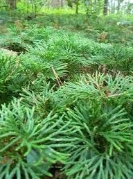 5 Fan Clubmoss Bare Roots - Lycopodium Complanatum Evergreen Ground Cover Plant - Image 8