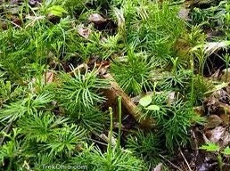 5 Fan Clubmoss Bare Roots - Lycopodium Complanatum Evergreen Ground Cover Plant - Image 9