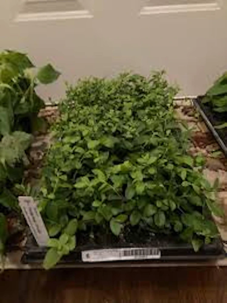 5 Florida Rose Rabbiteye Blueberry Highbush Starter Plants - Fruit Plant Perennial - Image 3