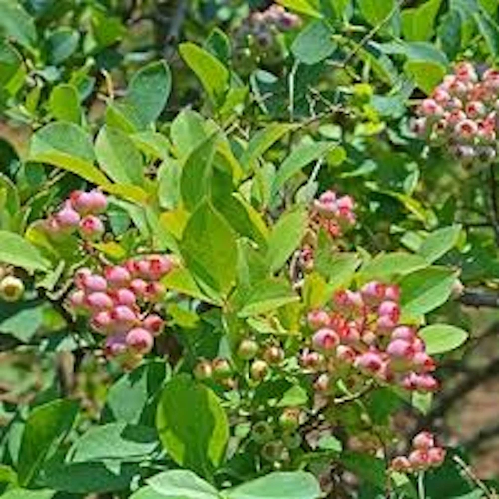 5 Florida Rose Rabbiteye Blueberry Highbush Starter Plants - Fruit Plant Perennial - Image 4