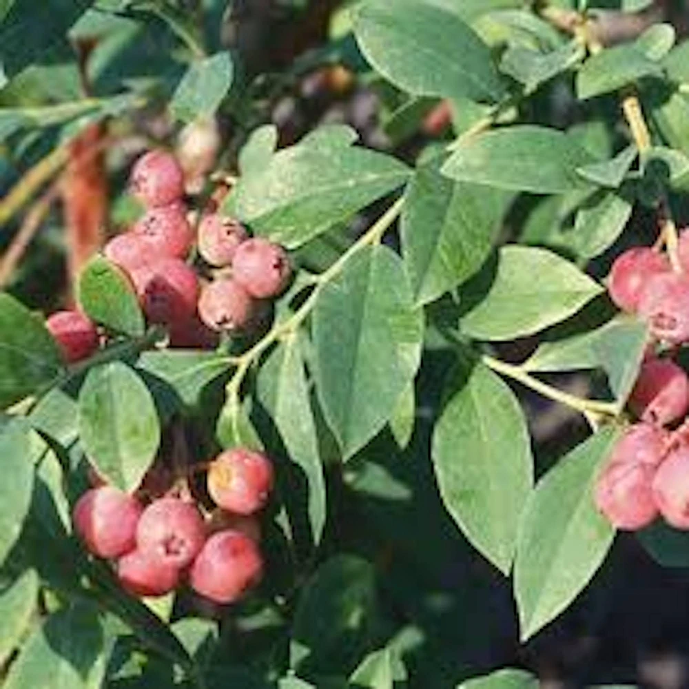 5 Florida Rose Rabbiteye Blueberry Highbush Starter Plants - Fruit Plant Perennial - Image 5