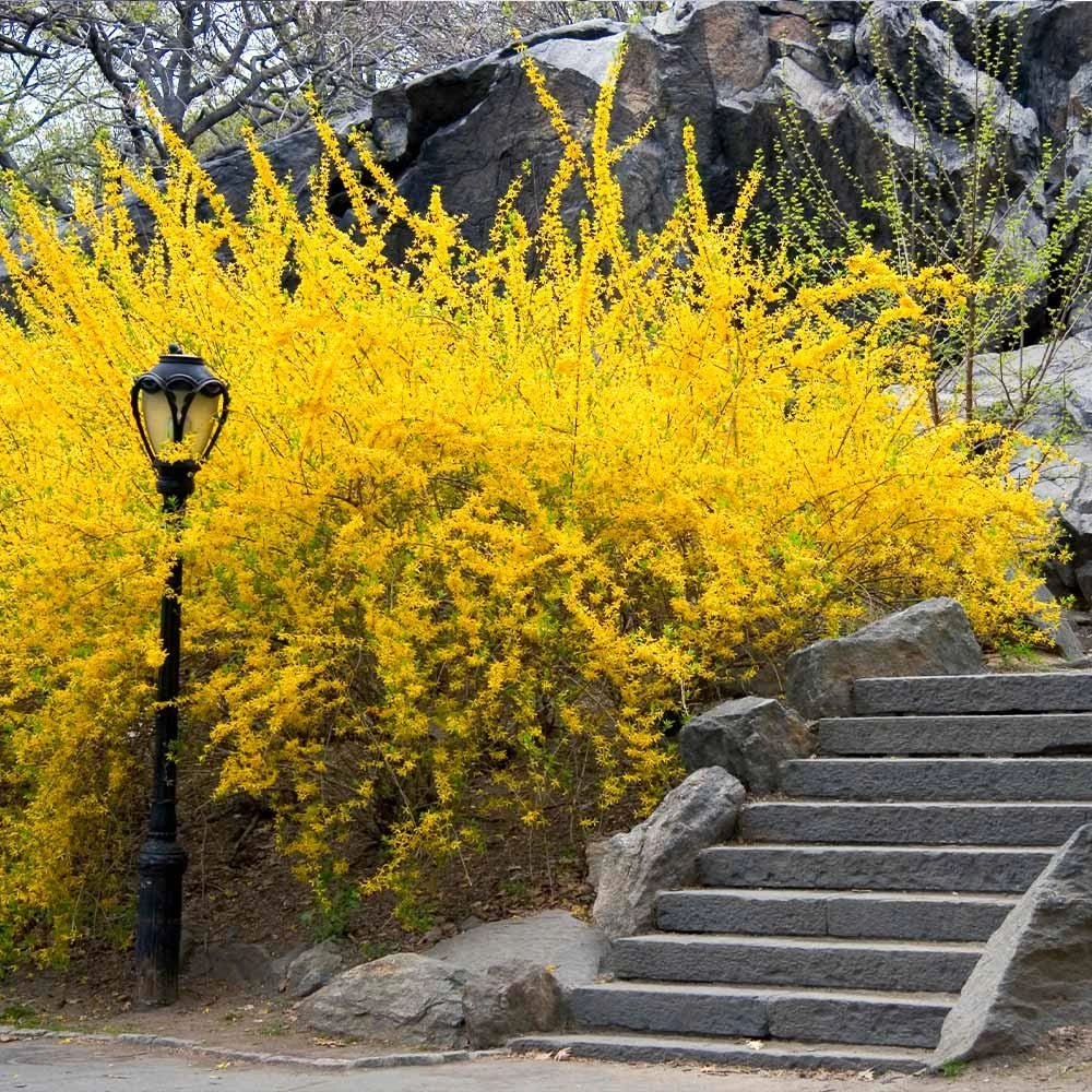 5 Forsythia Bush Live Plants 12-24" Tall – Quart Pot – Hardy Outdoor Shrub - Image 1