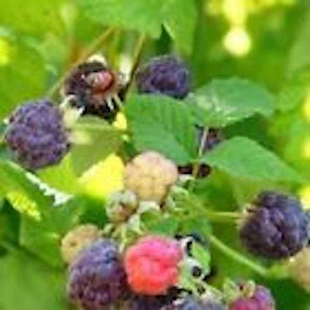 5 Glencoe Thornless Purple Raspberry Plants - Fruit Bush Perennial - Image 1