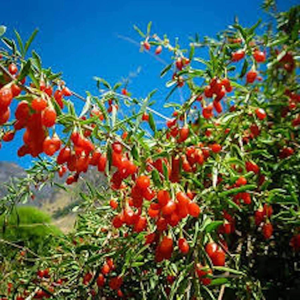 5 Goji Berry Live Plant Starters - Lycium barbarum Fruit Shrubs for Outdoor - Image 1