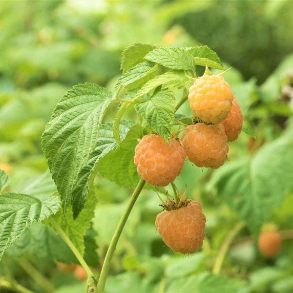 5 Golden Anne Raspberry Starter Plug - Rubus idaeus Live Plant - Image 3