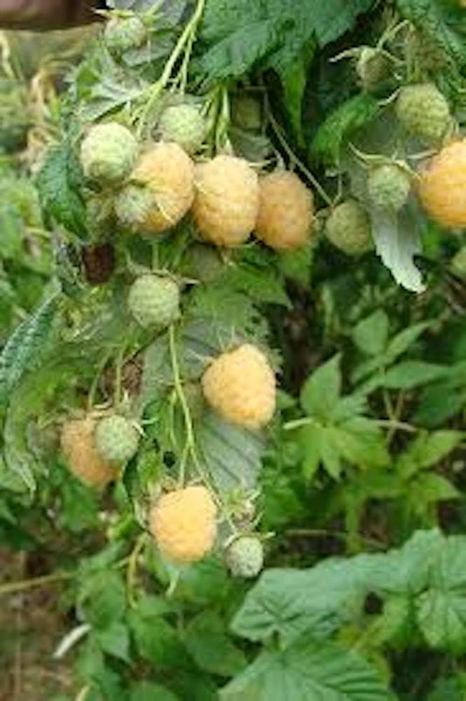 5 Golden Anne Raspberry Starter Plug - Rubus idaeus Live Plant - Image 4