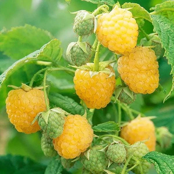 5 Golden Anne Raspberry Starter Plug - Rubus idaeus Live Plant - Image 5