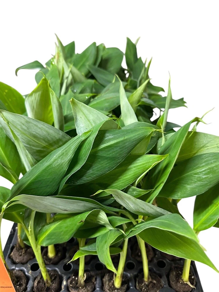 5 Grand Nain Banana Tree Starter Plants - Musa Gran Nain Fruit Tree - Image 2