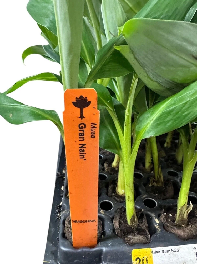 5 Grand Nain Banana Tree Starter Plants - Musa Gran Nain Fruit Tree - Image 3