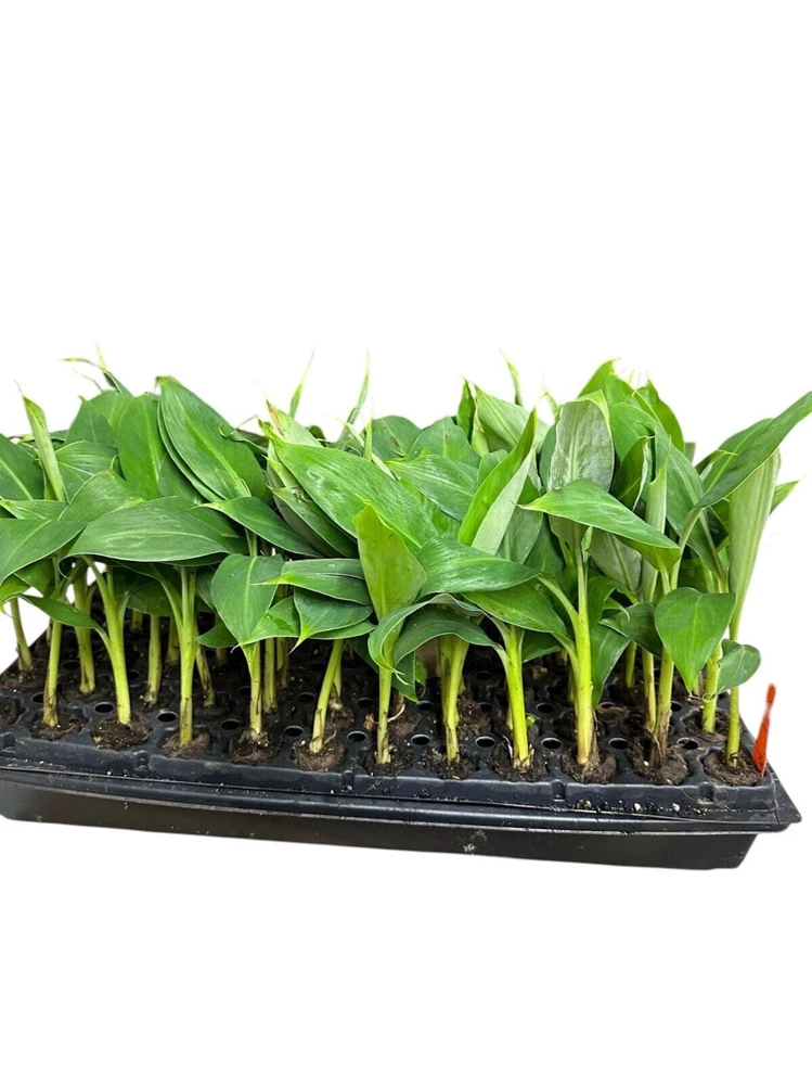 5 Grand Nain Banana Tree Starter Plants - Musa Gran Nain Fruit Tree - Image 4