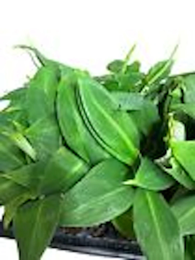 5 Grand Nain Banana Tree Starter Plants - Musa Gran Nain Fruit Tree - Image 5