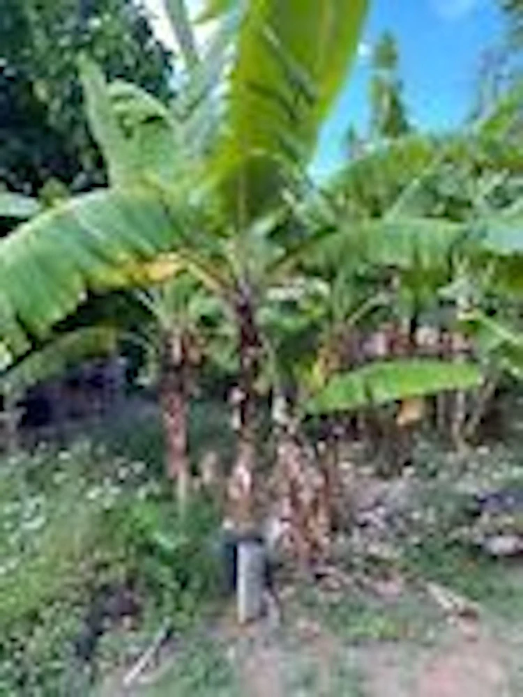 5 Grand Nain Banana Tree Starter Plants - Musa Gran Nain Fruit Tree - Image 6