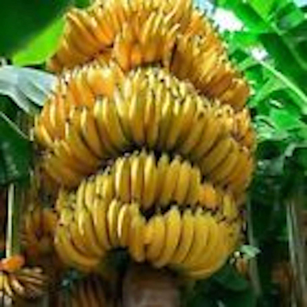 5 Grand Nain Banana Tree Starter Plants - Musa Gran Nain Fruit Tree - Image 7