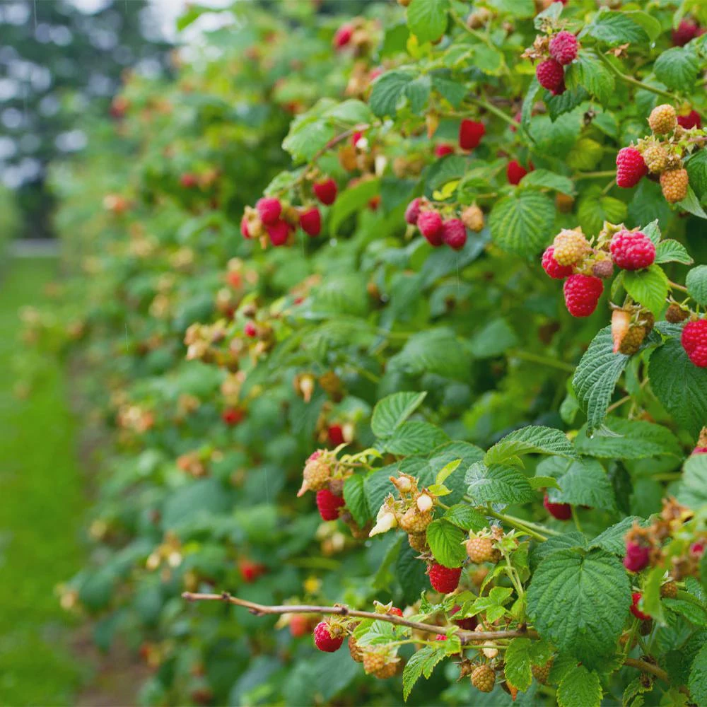 5 Heritage Red Raspberry Starter Plug - Rubus idaeus Live Plant Everbearing - Image 2