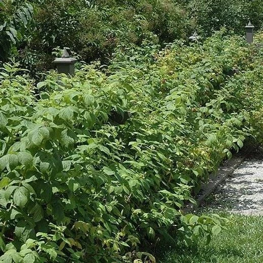 5 Heritage Red Raspberry Starter Plug - Rubus idaeus Live Plant Everbearing - Image 4